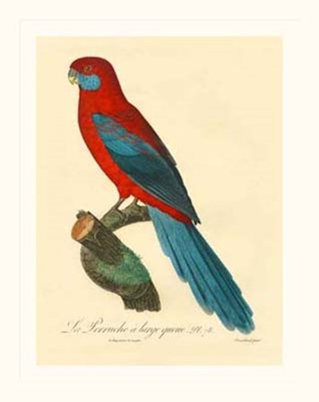 Parrot, PL 78 by Jacques Barraband art print