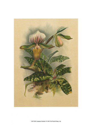 Lindenia Orchids I art print