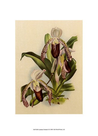 Lindenia Orchids II art print