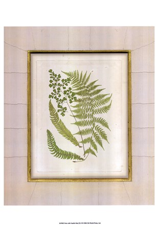 Fern with Crackle Mat (H) II by Samuel Curtis art print