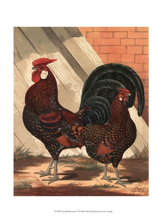 Cassell&#39;s Roosters V by Cassell art print