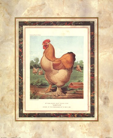 Buff. Cochin Cock by Cassell art print