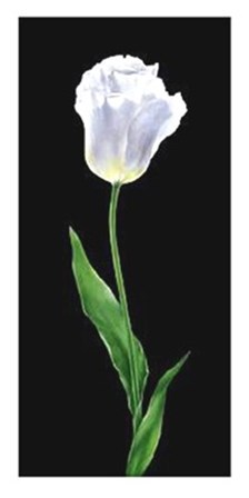 Tulip by Andrea Fontana art print