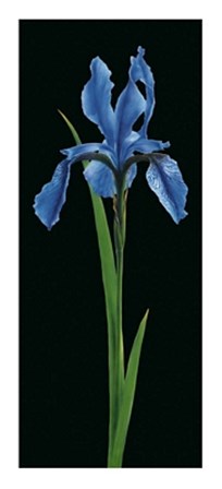 Iris by Andrea Fontana art print