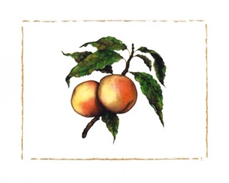 Moorpark Apricot by Morgan Kari art print