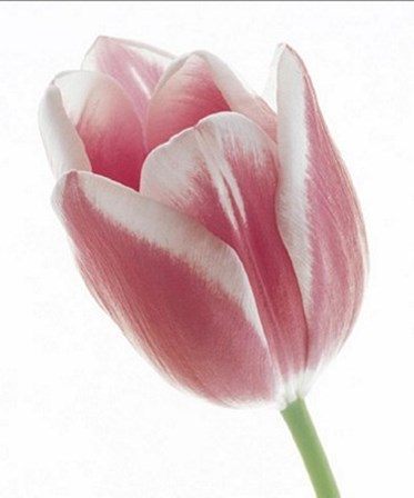 Tulip in Bloom by Prisma art print