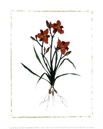 Ruby Throat Daylily by Morgan Kari art print