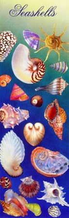 Seashells by Kim Sanda art print