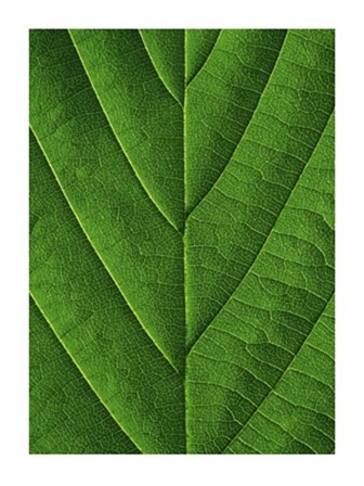 Verdant Form I by Laurent Bessol art print