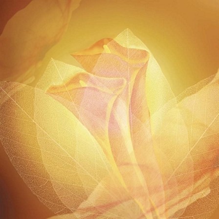 Transparence IV by Robin art print