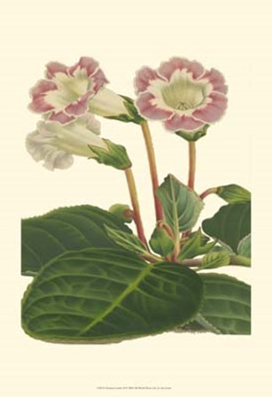 Gloxinia Garden II by Francois Van Houtte art print