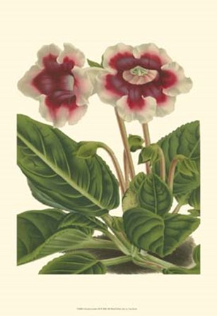 Gloxinia Garden III by Francois Van Houtte art print