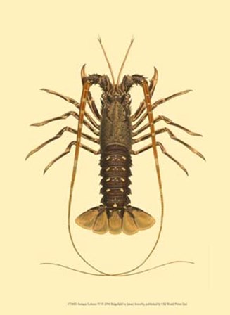 Antique Lobster IV by James Sowerby art print