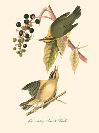 Audubon&#39;s Warbler by John James Audubon art print