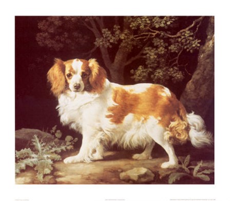 King Charles Spaniel by George Stubbs art print