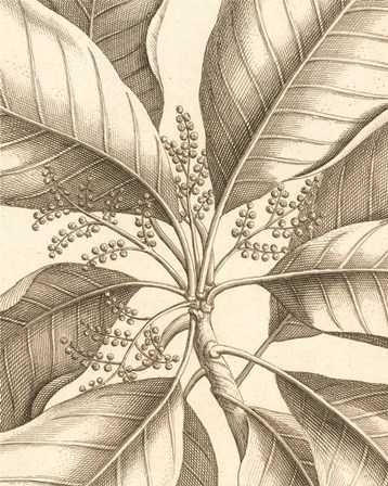 Tropical Connection II by Louis Van Houtte art print