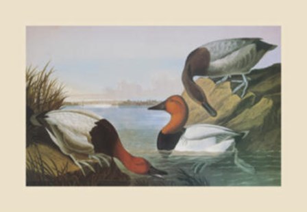 Canvas Backed Duck by John James Audubon art print