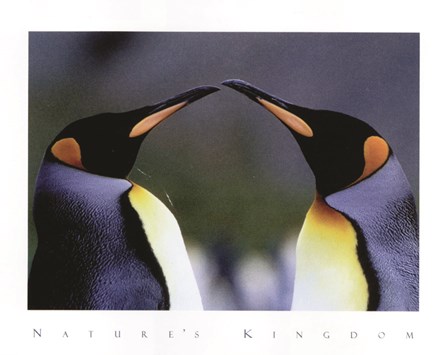 King Penguins art print