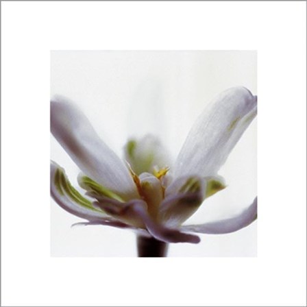 White Flower by Jan Holland art print