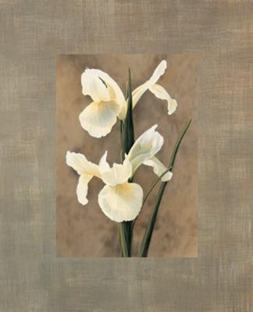 Iris by Andrea Trivelli art print