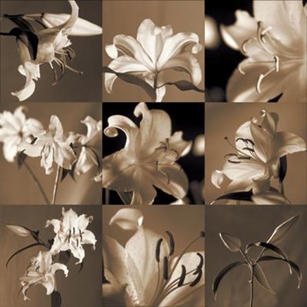 Lily Garden by John Kelly art print