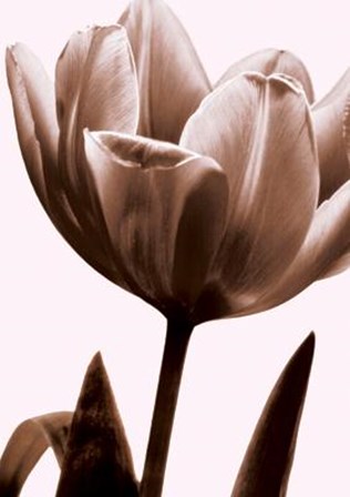 Tulip In Sepia I by John Kelly art print