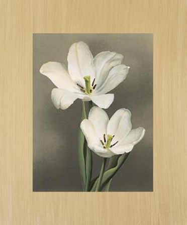 Tulipani by Andrea Trivelli art print