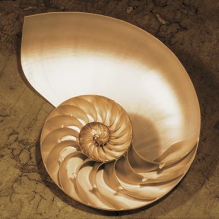 Chambered Nautilus by Caroline Kelly art print