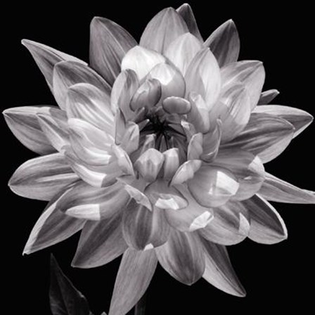 White Dahlia I by Caroline Kelly art print