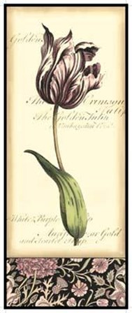 Baroque Tulip In Pink I art print