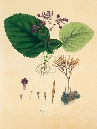 Unpublished East Indian Plants I by Nathaniel Wallich art print