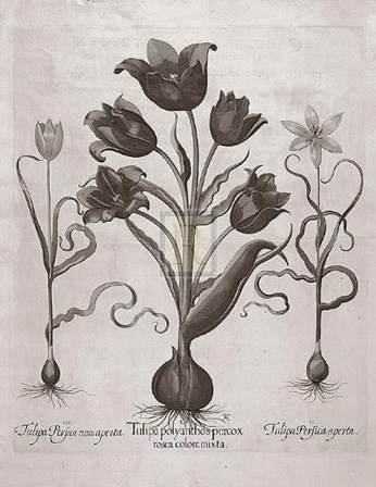 Botanical VII by Basilius Besler art print