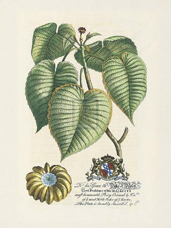 Duke of Dorset Botanical by Georg Dionysius Ehret art print