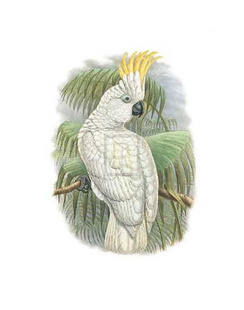 Cacatua Ophthalmica I by Simon Hart art print