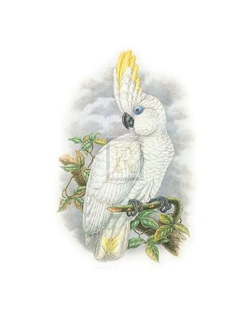 Cacatua Ophthalmica II by Simon Hart art print