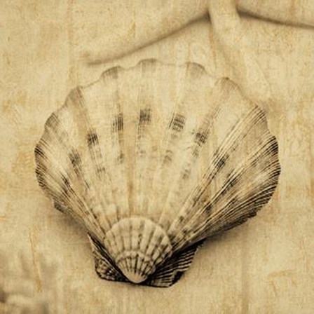 Scallop by John Seba art print