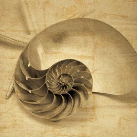 Chambered Nautilus by John Seba art print