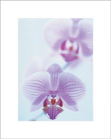 Two Orchids by Amy Neunsinger art print