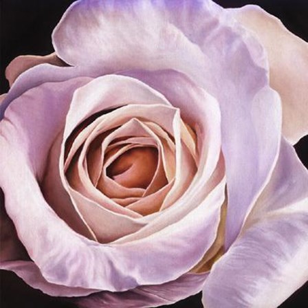 White Rose At Dusk by Scott Walker art print