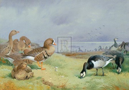 Barnacle Geese by Archibald Thorburn art print