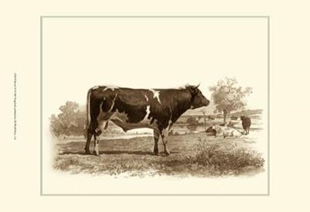 Bovine IV by Emile Van marck art print