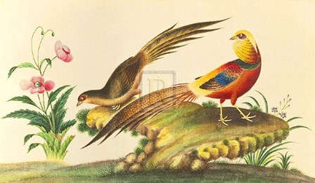 Pheasants art print