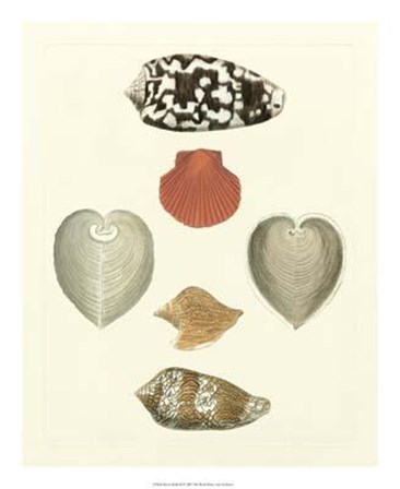 Knorr Shells III art print