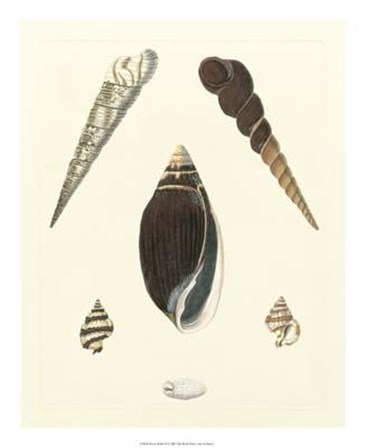 Knorr Shells VI art print