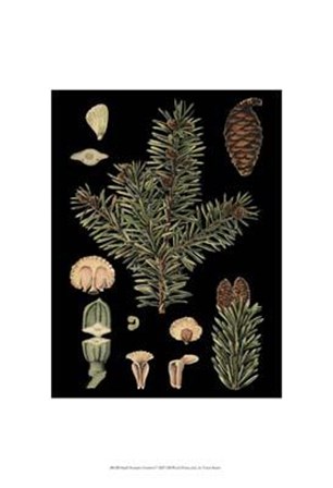 Small Dramatic Conifers I art print