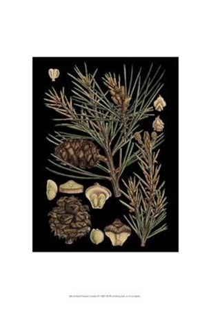 Small Dramatic Conifers II art print