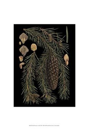 Small Dramatic Conifers III art print