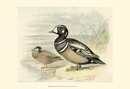 Harlequin Duck by F.W. Frohawk art print