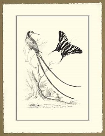 B&amp;W Longest tailed Hummingbird by George Edwards art print