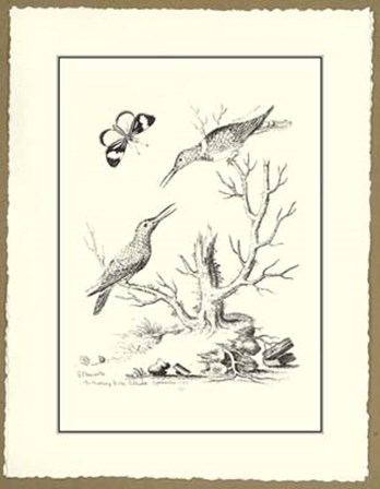 B&amp;W The Hummingbirds 1742 by George Edwards art print